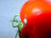 picture of tomato